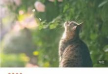 学霸猫课第六季-- 欢喜自在，富贵温柔-星星拼课网